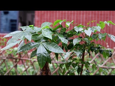 門口適合種什麼花|大門口適合放什麼植物？風水師推薦發財樹、富貴竹、。